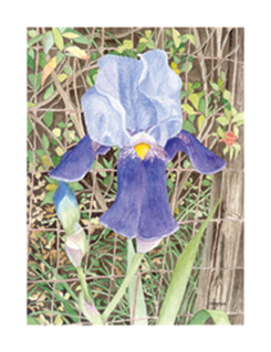 Purple and Blue Iris